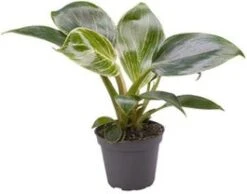 Philodendron (Philodendron 'White Measure') D 6 H 15 Cm
