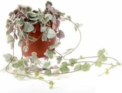 Lantaarnplantje (Ceropegia Woodii 'Variegata') D 8 H 15 Cm