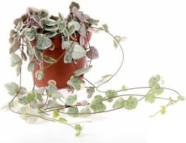 Lantaarnplantje (Ceropegia Woodii 'Variegata') D 8 H 15 Cm