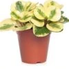 Peperomia (Peperomia Obtusifolia 'Green Gold') D 14 H 30 Cm 2 Peperomia (Peperomia Obtusifolia 'Green Gold') D 14 H 30 Cm -Groene Bloom Winkel 5708869333639