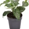 Gatenplant (Monstera Siltepecana) D 12 H 20 Cm 1 Gatenplant (Monstera Siltepecana) D 12 H 20 Cm -Groene Bloom Winkel 5708869357154