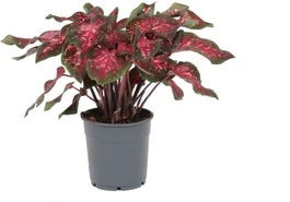 Caladium (Caladium 'Bicolor') Gemengd D 6 H 15 Cm 3 Caladium (Caladium 'Bicolor') Gemengd D 6 H 15 Cm