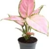 Aglaonema (Aglaonema 'Red Zirkon') D 6 H 15 Cm 1 Aglaonema (Aglaonema 'Red Zirkon') D 6 H 15 Cm -Groene Bloom Winkel 5708869360147