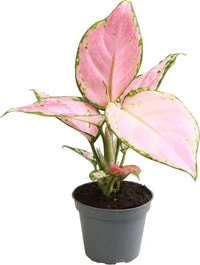Aglaonema (Aglaonema 'Red Zirkon') D 6 H 15 Cm