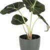 Olifantsoor (Alocasia 'Black Velvet') D 6 H 10 Cm 1 Olifantsoor (Alocasia 'Black Velvet') D 6 H 10 Cm -Groene Bloom Winkel 5708869360437