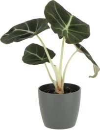 Olifantsoor (Alocasia 'Black Velvet') D 6 H 10 Cm 3 Olifantsoor (Alocasia 'Black Velvet') D 6 H 10 Cm