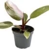 Philodendron (Philodendron 'Pink Princess') D 6 H 15 Cm 2 Philodendron (Philodendron 'Pink Princess') D 6 H 15 Cm -Groene Bloom Winkel 5708869367863