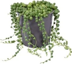 Erwtenplant (Senecio Rowleyanus) D 12 H 15 Cm