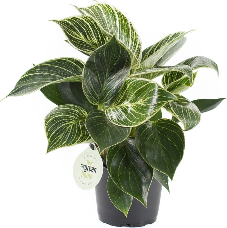 Philodendron (Philodendron 'White Measure') D 11 H 30 Cm 3 Philodendron (Philodendron 'White Measure') D 11 H 30 Cm