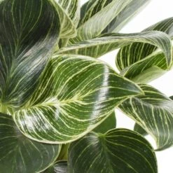 Philodendron (Philodendron 'White Measure') D 11 H 30 Cm 5 Philodendron (Philodendron 'White Measure') D 11 H 30 Cm -Groene Bloom Winkel 5708869733873 2