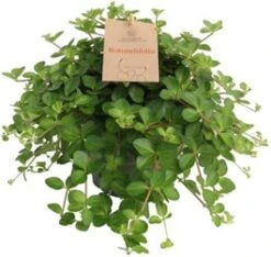 Peperomia (Peperomia Rotundifolia) D 14 H 35 Cm