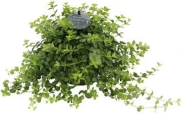 Peperomia (Peperomia 'Deppeana') D 11 H 25 Cm 3 Peperomia (Peperomia 'Deppeana') D 11 H 25 Cm