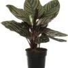 Calathea (Calathea Sanderiana 'Ornata') D 11 H 30 Cm -Groene Bloom Winkel 5708869746897 1