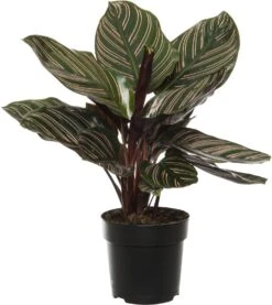 Calathea (Calathea Sanderiana 'Ornata') D 11 H 30 Cm