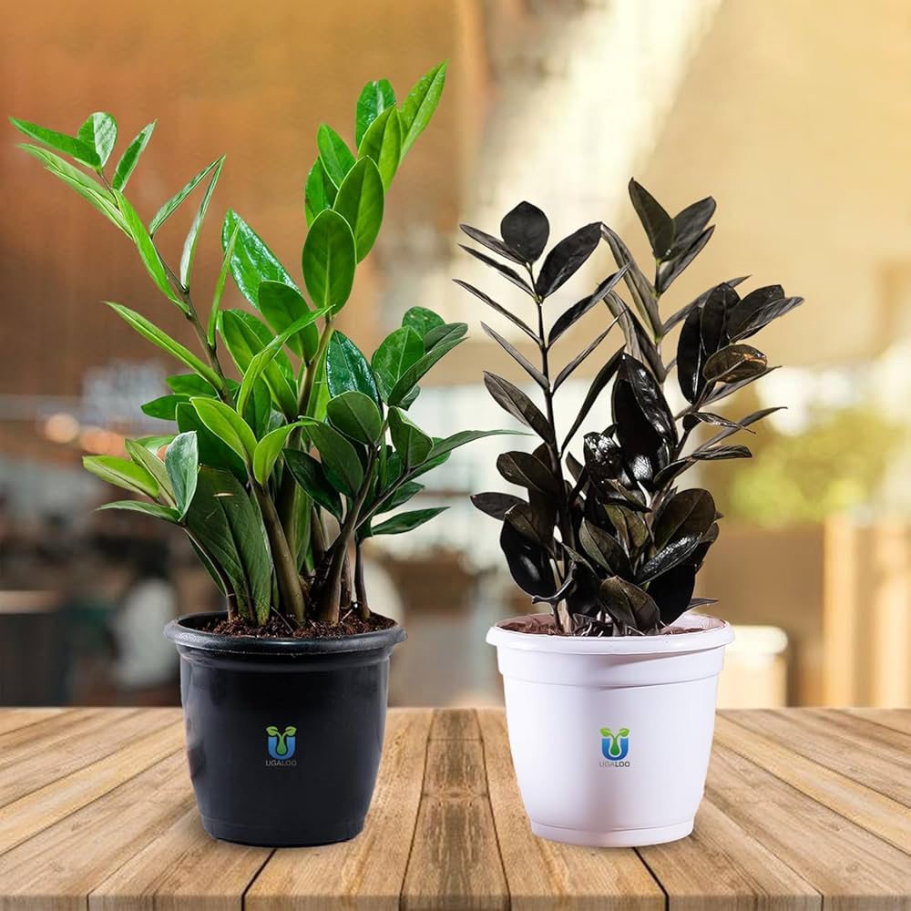 Groene Bloom Winkel -Groene Bloom Winkel 717gcrYZMIL. AC UF10001000 QL80