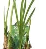 Zomerklokje (Leucojum Aestivum) D 11 H 15 Cm 2 Zomerklokje (Leucojum Aestivum) D 11 H 15 Cm -Groene Bloom Winkel 8712044989884