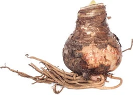 Florex Amaryllis (Hippeastrum) Gestreept 30/32 3 Florex Amaryllis (Hippeastrum) Gestreept 30/32