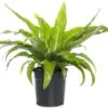 Nestvaren (Asplenium Antiquum) D 17 H 50 Cm -Groene Bloom Winkel 8713469172066 3 1