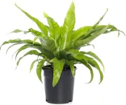 Nestvaren (Asplenium Antiquum) D 17 H 50 Cm