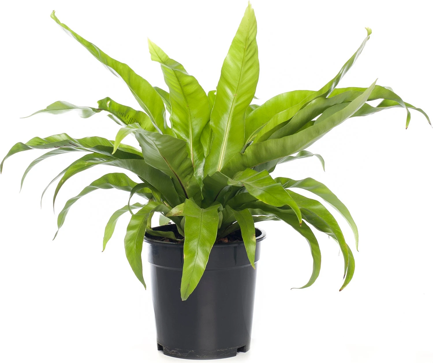 Nestvaren (Asplenium Antiquum) D 17 H 50 Cm 3 Nestvaren (Asplenium Antiquum) D 17 H 50 Cm