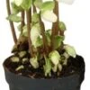 Kerstroos (Helleborus Niger 'Verboom Beauty') D 10,5 H 15 Cm 1 Kerstroos (Helleborus Niger 'Verboom Beauty') D 10,5 H 15 Cm -Groene Bloom Winkel 8713626169090