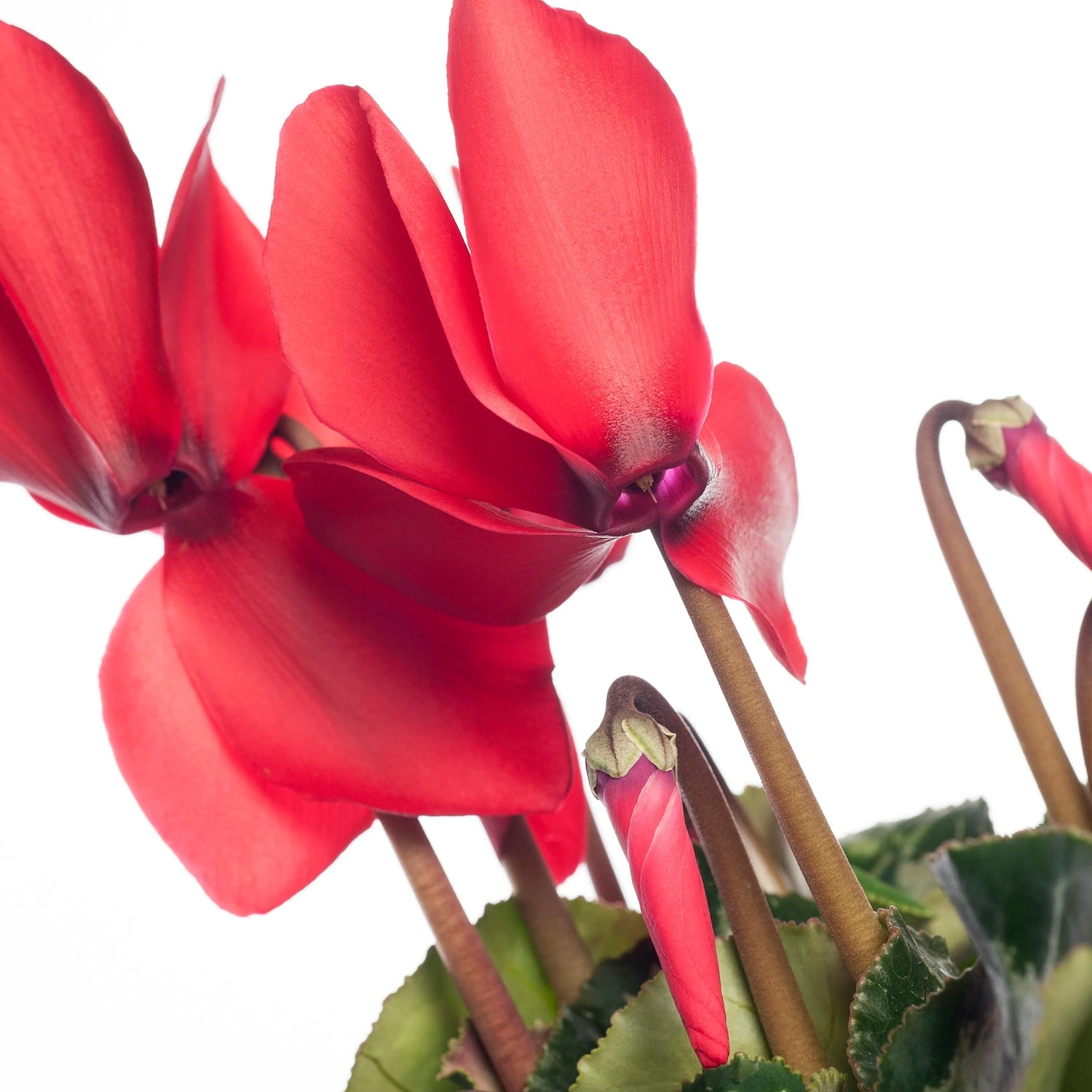Cyclaam (Cyclamen) Grootbloemig Rood D 13 Cm 4 Cyclaam (Cyclamen) Grootbloemig Rood D 13 Cm - Afbeelding 2
