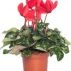 Cyclaam (Cyclamen) Grootbloemig Rood D 13 Cm 2 Cyclaam (Cyclamen) Grootbloemig Rood D 13 Cm -Groene Bloom Winkel 8717191000451 3