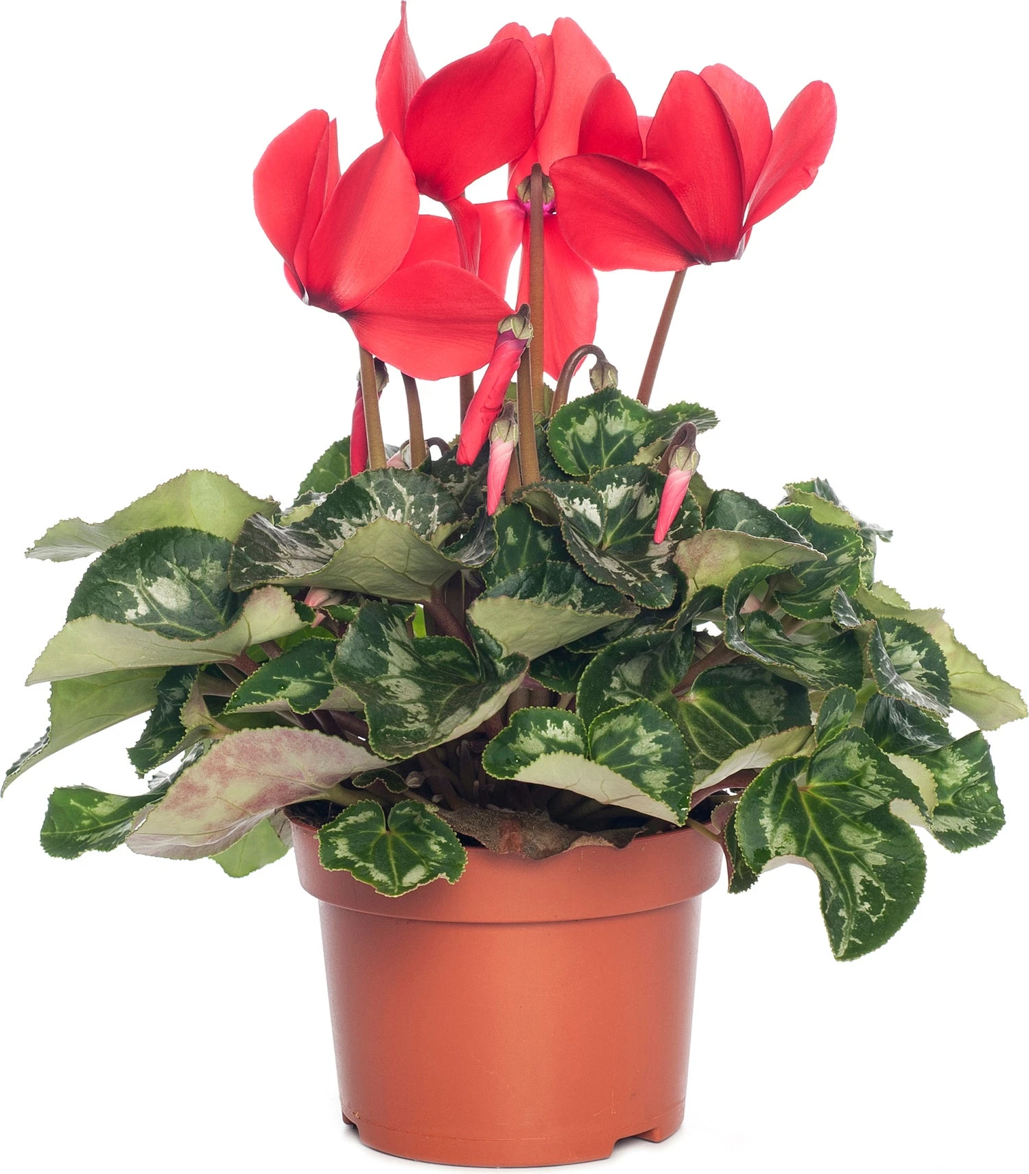 Cyclaam (Cyclamen) Grootbloemig Rood D 13 Cm 3 Cyclaam (Cyclamen) Grootbloemig Rood D 13 Cm