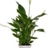 Lepelplant (Spathiphyllum 'Strauss') D 13 H 50 Cm 1 Lepelplant (Spathiphyllum 'Strauss') D 13 H 50 Cm -Groene Bloom Winkel 8717191001441