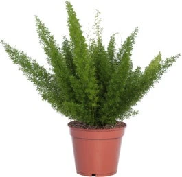 Sierasperge (Asparagus Densiflorus 'Meyers') D 17 H 45 Cm 3 Sierasperge (Asparagus Densiflorus 'Meyers') D 17 H 45 Cm