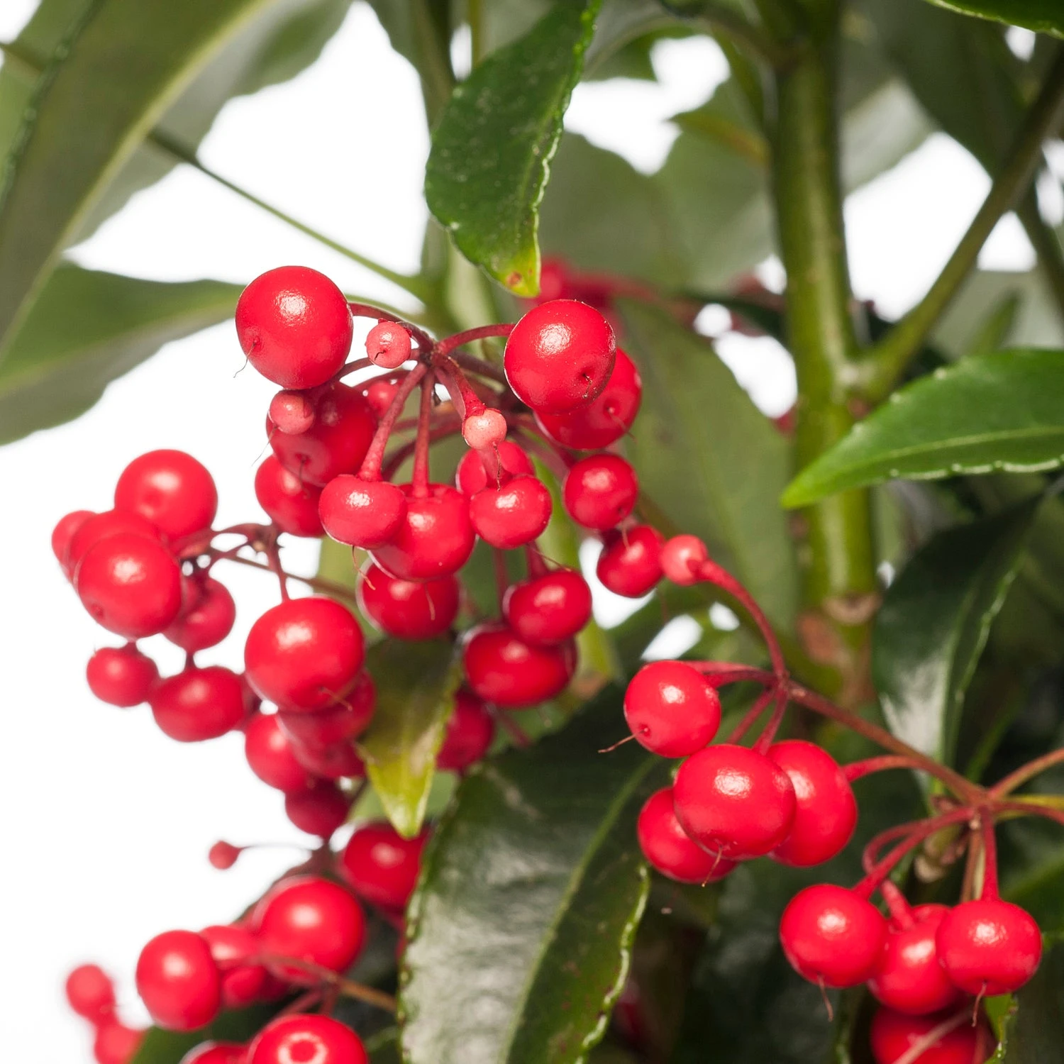 Ardisia (Ardisia Crenata 'Bos Premium') D 14 H 40 Cm 4 Ardisia (Ardisia Crenata 'Bos Premium') D 14 H 40 Cm - Afbeelding 2