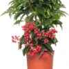Ardisia (Ardisia Crenata 'Bos Premium') D 14 H 40 Cm 1 Ardisia (Ardisia Crenata 'Bos Premium') D 14 H 40 Cm -Groene Bloom Winkel 8717191038096 2
