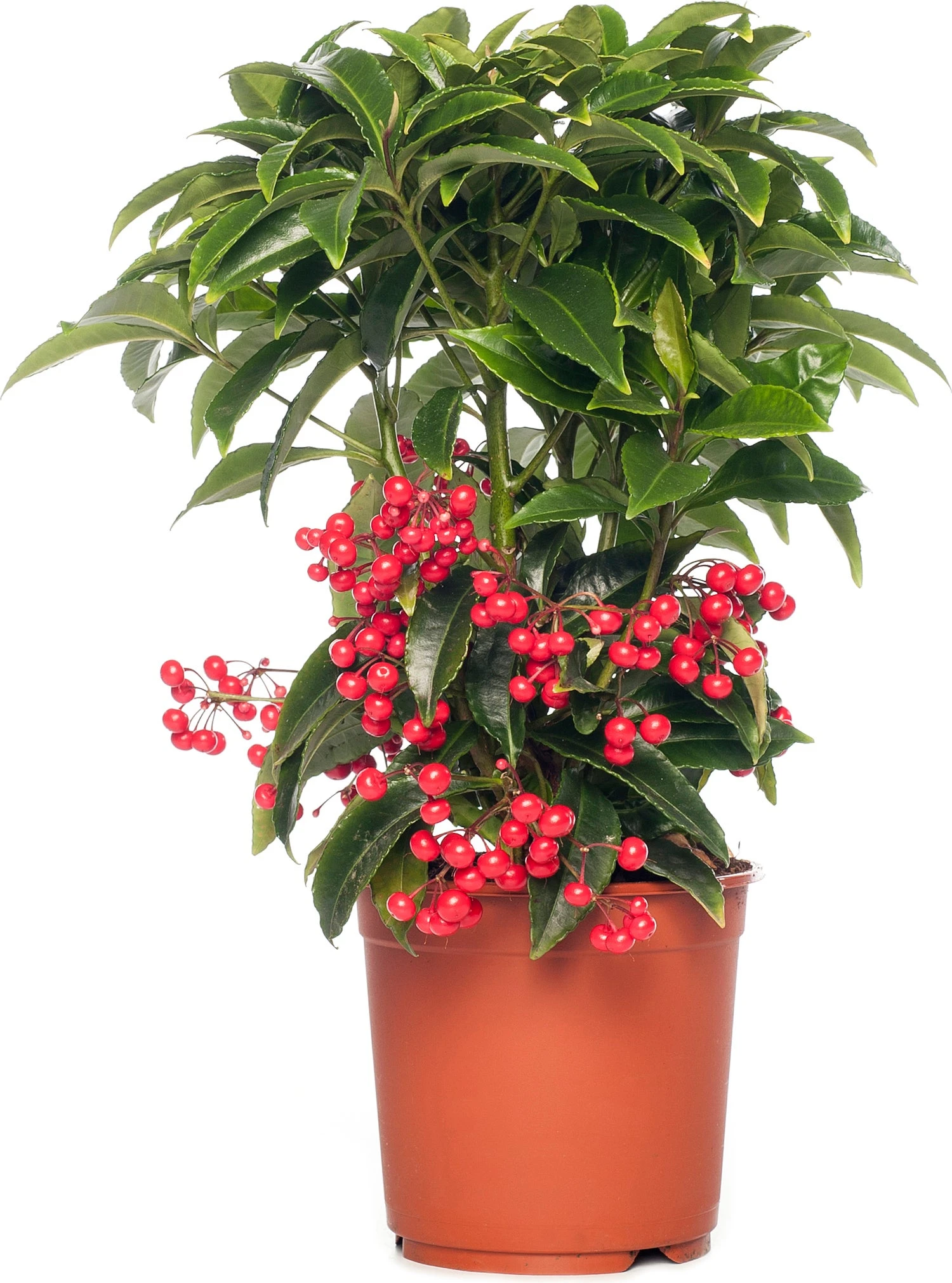 Ardisia (Ardisia Crenata 'Bos Premium') D 14 H 40 Cm 3 Ardisia (Ardisia Crenata 'Bos Premium') D 14 H 40 Cm