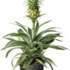 Ananasplant (Bromelia Ananas 'Mi Amigo') D 12 H 40 Cm 1 Ananasplant (Bromelia Ananas 'Mi Amigo') D 12 H 40 Cm -Groene Bloom Winkel 8717191038201 2