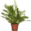 Dubbelloof (Blechnum) D 17 H 50 Cm