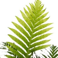 Dubbelloof (Blechnum) D 17 H 50 Cm -Groene Bloom Winkel 8717191038287 2
