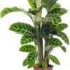 Calathea (Calathea Zebrina) D 19 H 75 Cm -Groene Bloom Winkel 8717191039277