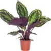 Calathea (Calathea 'Medallion') D 14 H 40 Cm 2 Calathea (Calathea 'Medallion') D 14 H 40 Cm -Groene Bloom Winkel 8717191039468 2 1 2