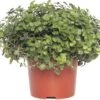 Schildpadplant (Callisia 'Turtle') D 10,5 H 15 Cm -Groene Bloom Winkel 8717191039536 3 1