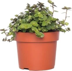 Schildpadplant (Callisia Repens) D 12 H 15 Cm