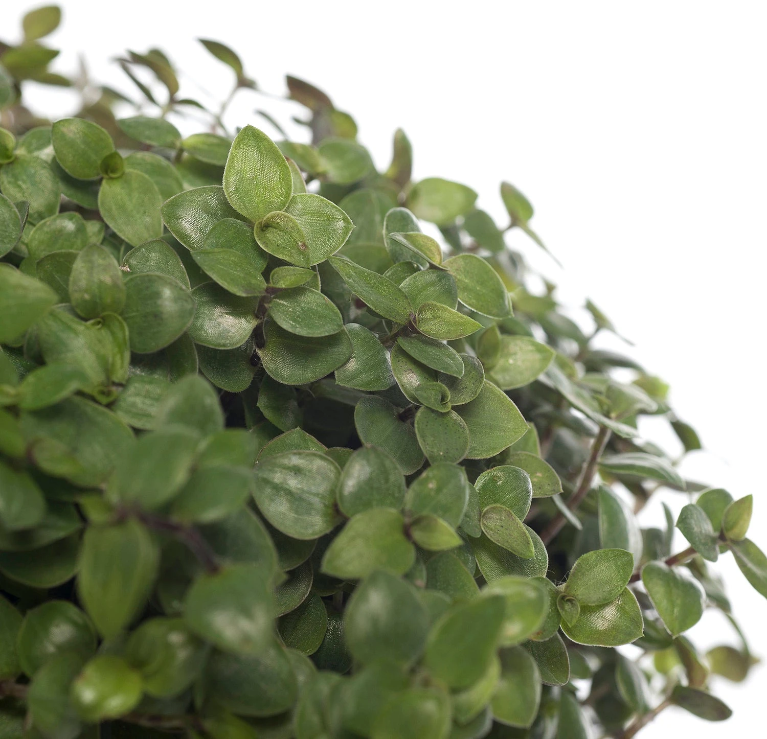 Schildpadplant (Callisia Repens) D 12 H 15 Cm 4 Schildpadplant (Callisia Repens) D 12 H 15 Cm - Afbeelding 2