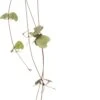 Lantaarnplantje (Ceropegia Woodii) D 8 H 30 Cm 1 Lantaarnplantje (Ceropegia Woodii) D 8 H 30 Cm -Groene Bloom Winkel 8717191039895