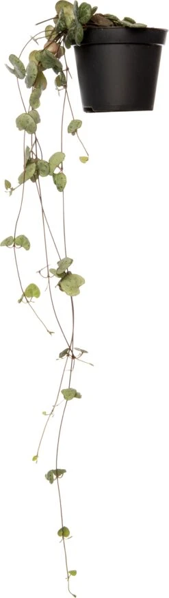Lantaarnplantje (Ceropegia Woodii) D 8 H 30 Cm