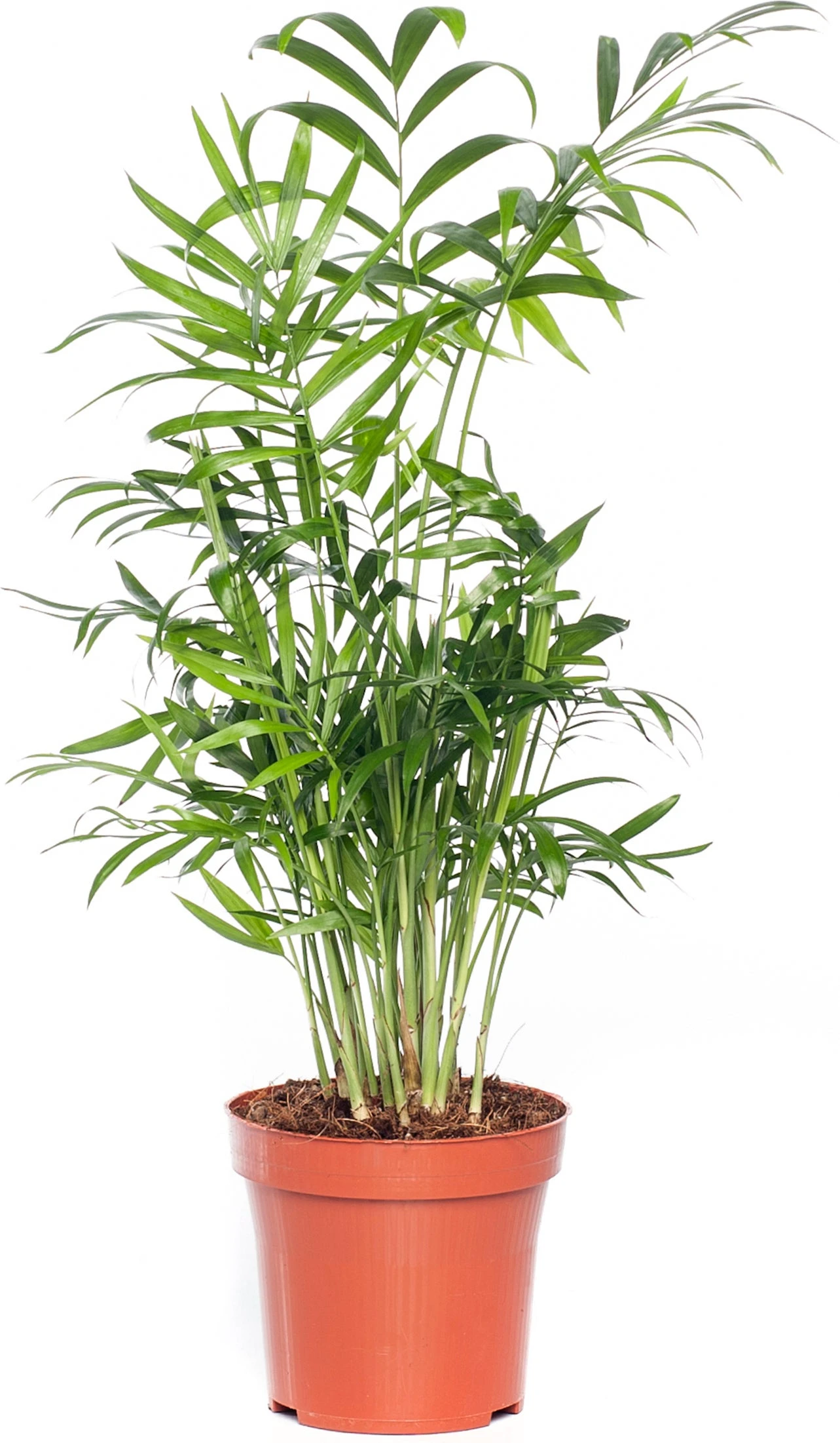 Bergpalm (Chamaedorea Elegans) D 12 H 40 Cm 3 Bergpalm (Chamaedorea Elegans) D 12 H 40 Cm