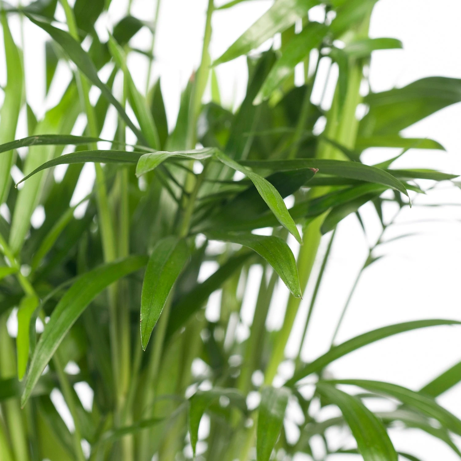 Bergpalm (Chamaedorea Elegans) D 12 H 40 Cm 4 Bergpalm (Chamaedorea Elegans) D 12 H 40 Cm - Afbeelding 2