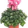 Cyclaam (Grootbloemige Cyclamen) D 13 H 30 Cm 2 Cyclaam (Grootbloemige Cyclamen) D 13 H 30 Cm -Groene Bloom Winkel 8717191044813 3 1