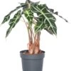 Skeletplant (Alocasia 'Polly') D 17 H 55 Cm -Groene Bloom Winkel 8717191046299 2 1