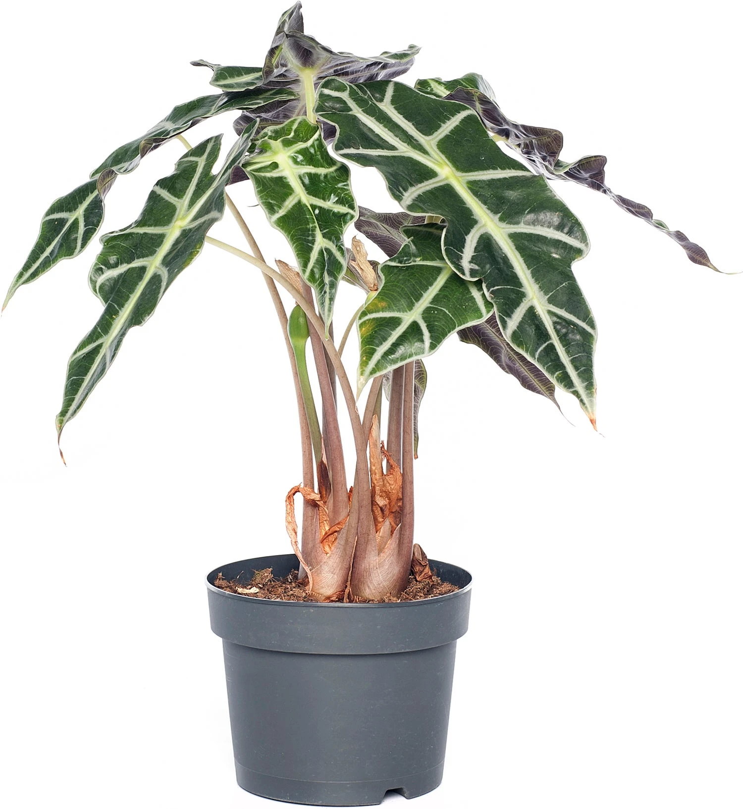 Skeletplant (Alocasia 'Polly') D 17 H 55 Cm 3 Skeletplant (Alocasia 'Polly') D 17 H 55 Cm