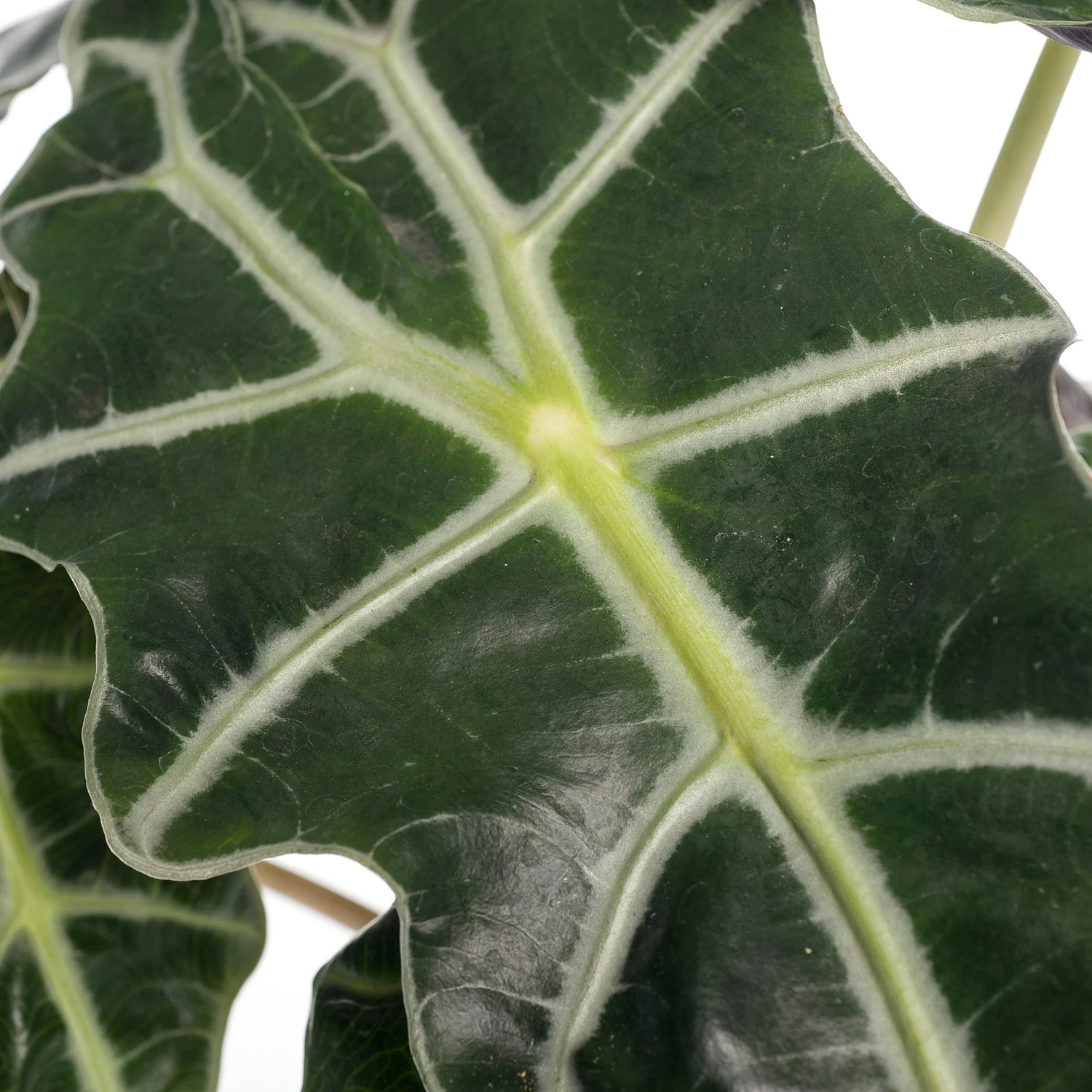 Skeletplant (Alocasia 'Polly') D 17 H 55 Cm 4 Skeletplant (Alocasia 'Polly') D 17 H 55 Cm - Afbeelding 2