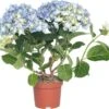 Hortensia (Hydrangea Macrophylla) Blauw D 10 H 20 Cm -Groene Bloom Winkel 8717191059466 1